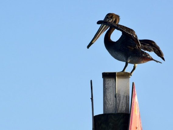 Florida Pelican