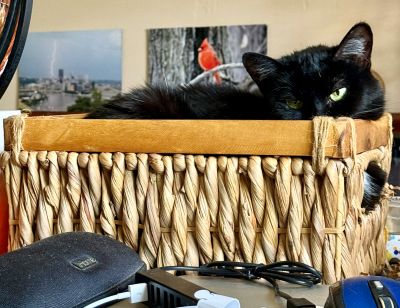 Cats or Dogs? (Both!)